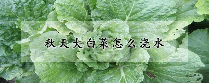 秋天大白菜怎么澆水