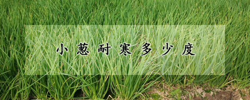 小蔥耐寒多少度