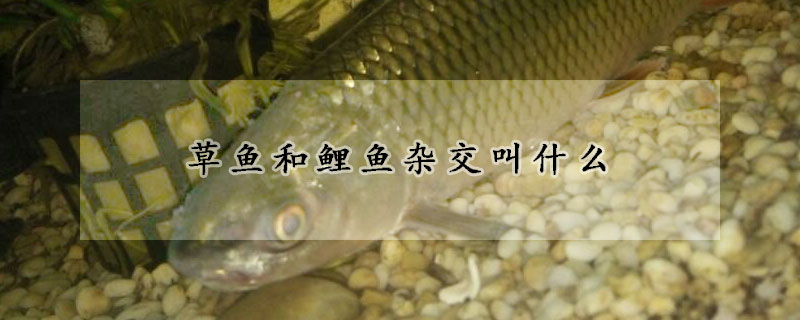 草魚和鯉魚雜交叫什么