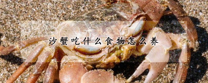 沙蟹吃什么食物怎么養(yǎng)