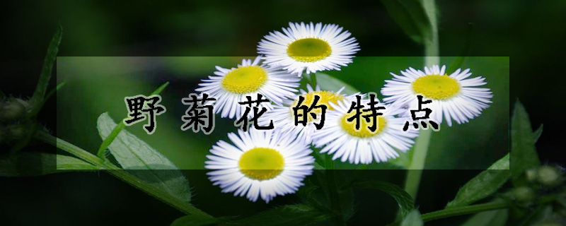 野菊花的特點(diǎn)