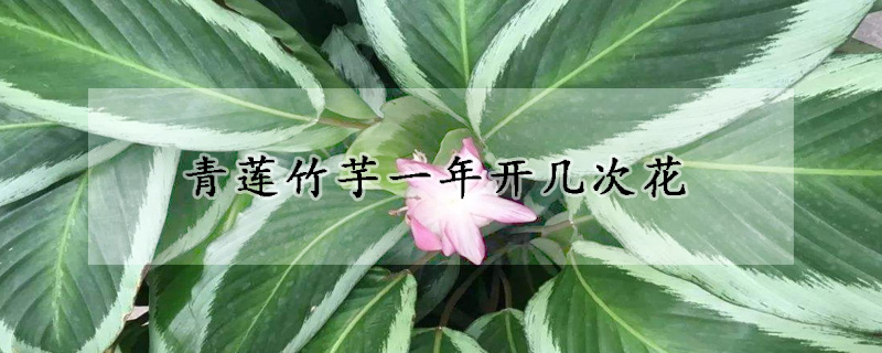 青蓮竹芋一年開幾次花