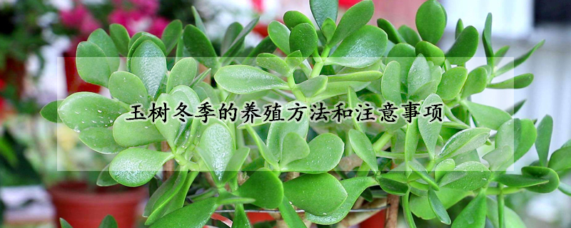 玉樹(shù)冬季的養(yǎng)殖方法和注意事項(xiàng)