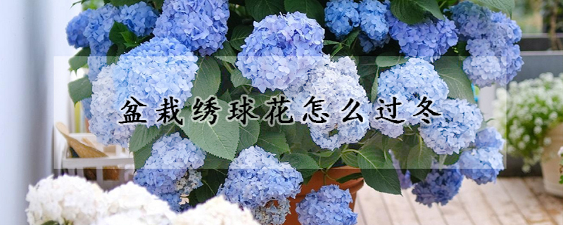 盆栽繡球花怎么過(guò)冬