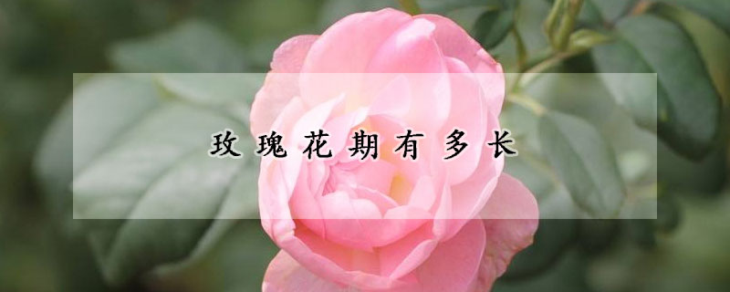 玫瑰花期有多長(zhǎng)