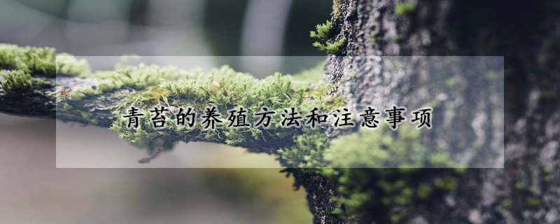 青苔的養(yǎng)殖方法和注意事項(xiàng)