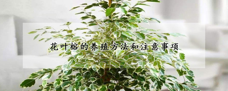 花葉榕的養(yǎng)殖方法和注意事項(xiàng)