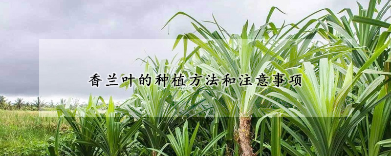 香蘭葉的種植方法和注意事項(xiàng)