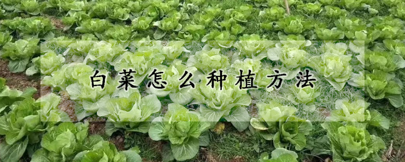 白菜怎么種植方法