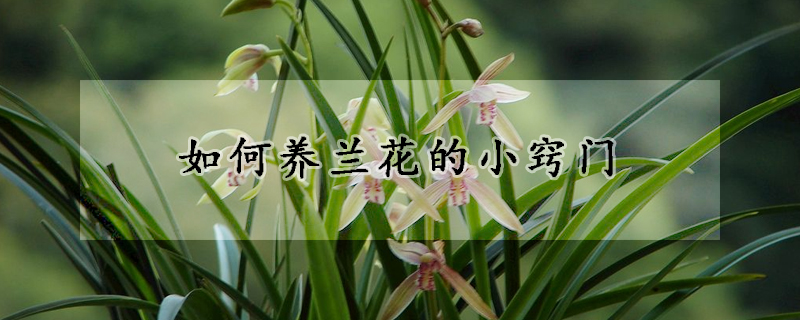 如何養(yǎng)蘭花的小竅門