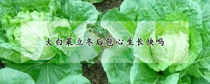 大白菜立冬后包心生長快嗎