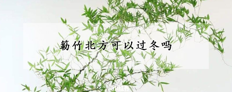 簕竹北方可以過冬嗎