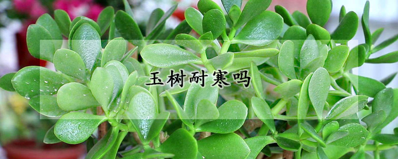 玉樹(shù)耐寒嗎