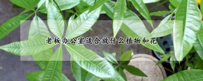 老板辦公室適合放什么植物和花