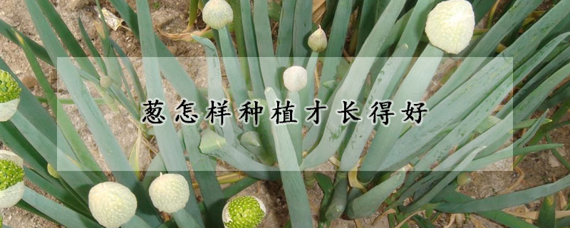 蔥怎樣種植才長(zhǎng)得好