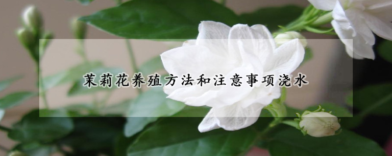 茉莉花養(yǎng)殖方法和注意事項(xiàng)澆水