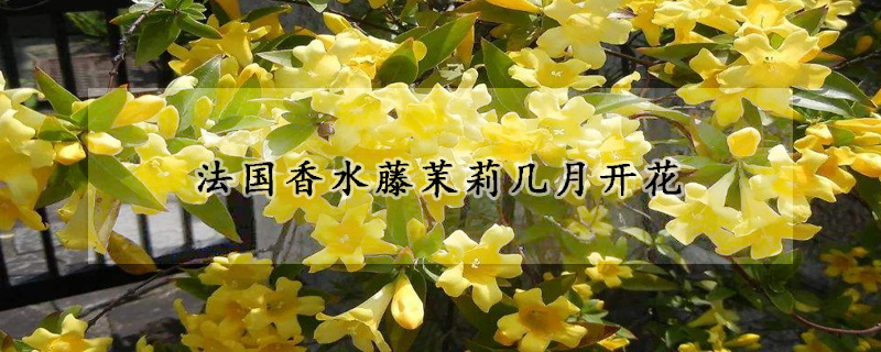 法國香水藤茉莉幾月開花