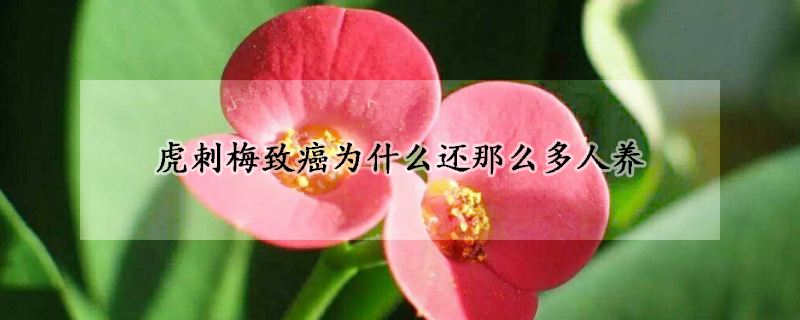 虎刺梅致癌為什么還那么多人養(yǎng)