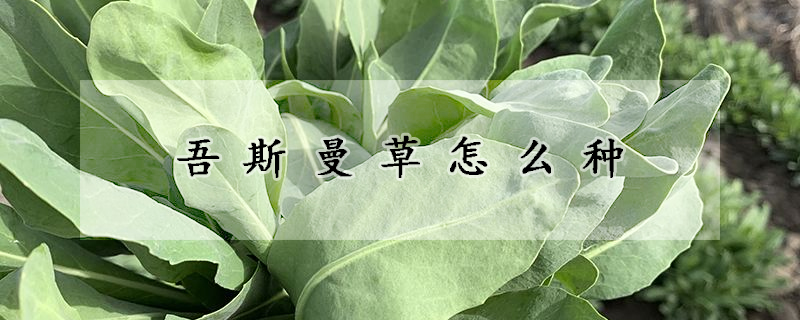 吾斯曼草怎么種