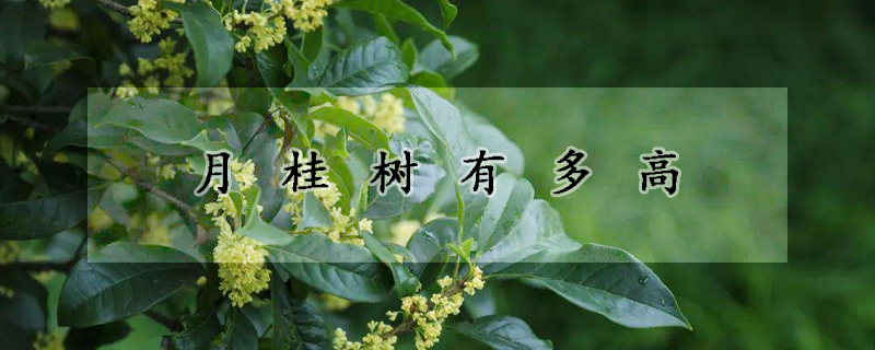 月桂樹(shù)有多高