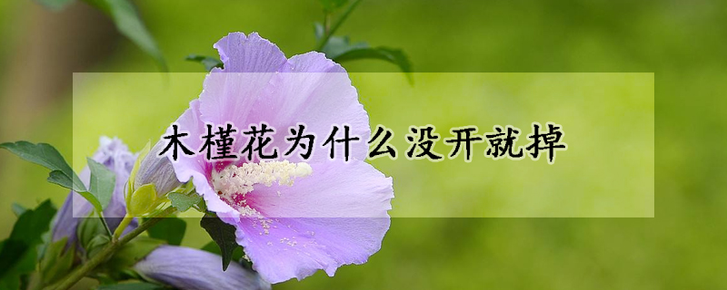 木槿花為什么沒開就掉