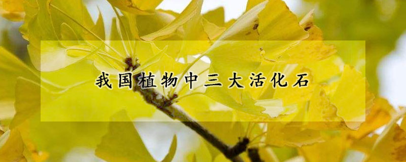 我國植物中三大活化石