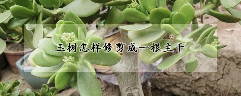 玉樹(shù)怎樣修剪成一根主干