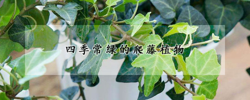 四季常綠的爬藤植物