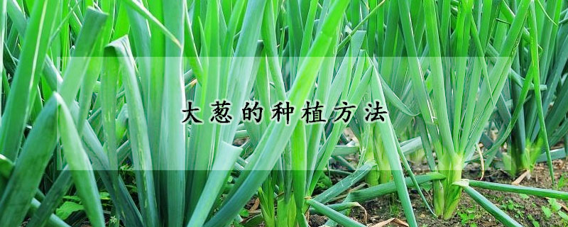 大蔥的種植方法