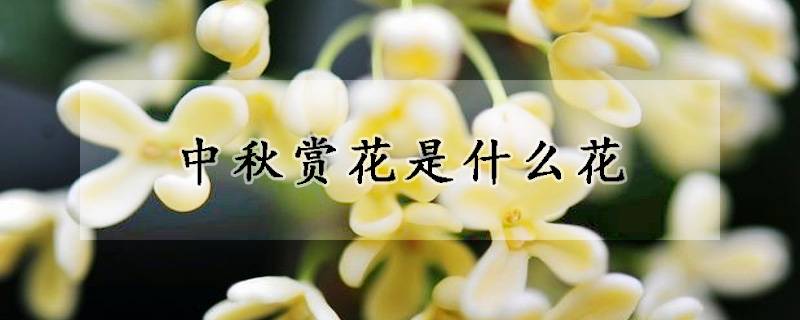 中秋賞花是什么花