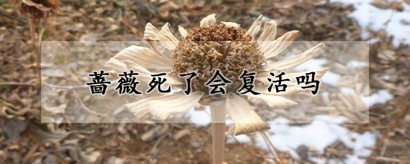 薔薇死了會(huì)復(fù)活嗎