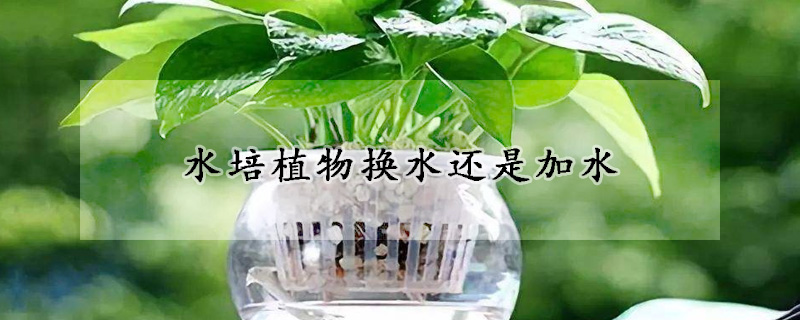 水培植物換水還是加水