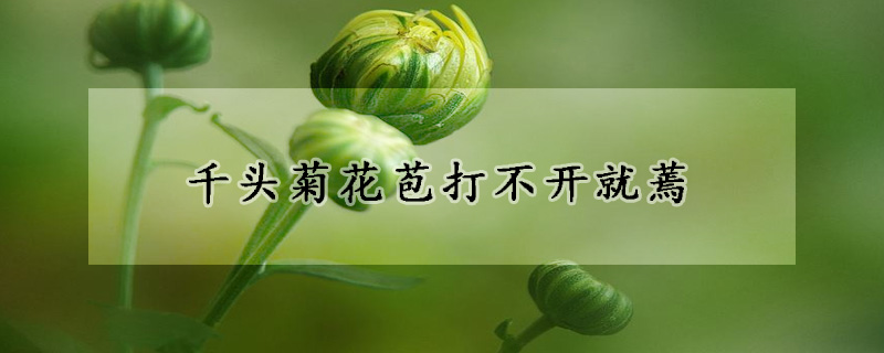 千頭菊花苞打不開就蔫