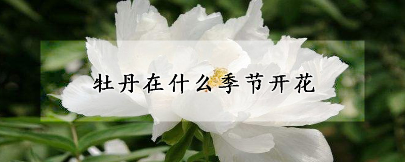 牡丹在什么季節開花