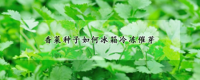 香菜種子如何冰箱冷凍催芽