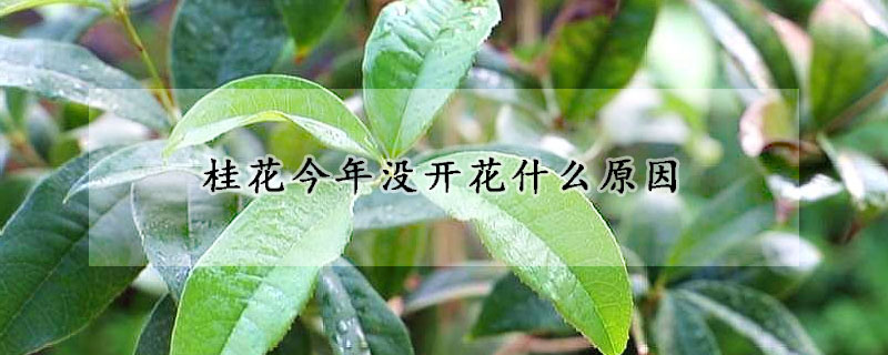 桂花今年沒(méi)開(kāi)花什么原因