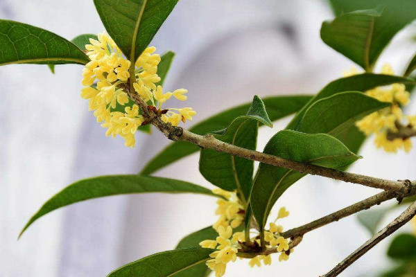 家里種桂花樹(shù)吉利嗎 家中種桂花吉不吉利