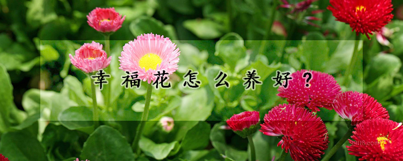 幸福花怎么養好?