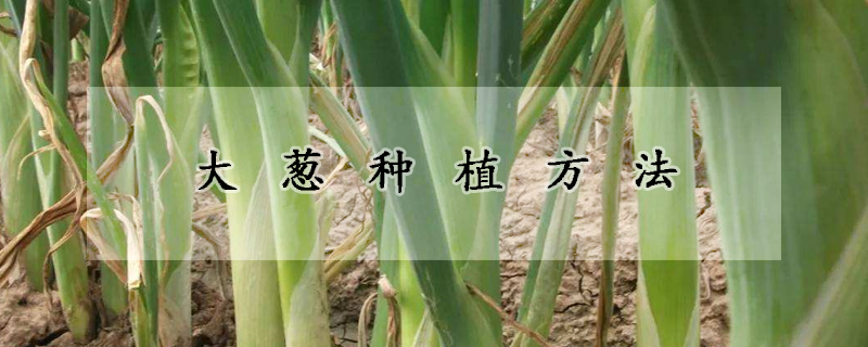 大蔥種植方法