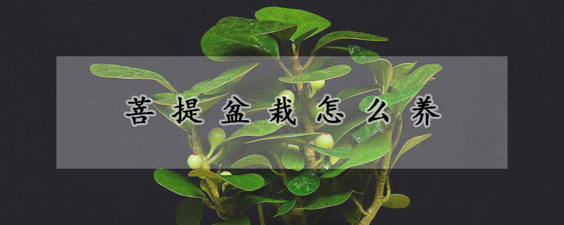 菩提盆栽怎么養