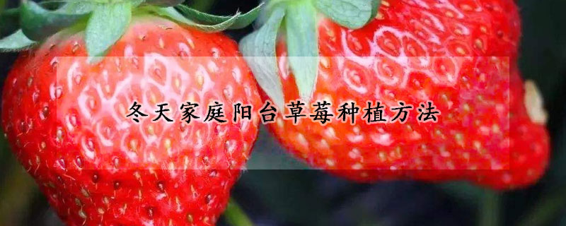 冬天家庭陽(yáng)臺(tái)草莓種植方法