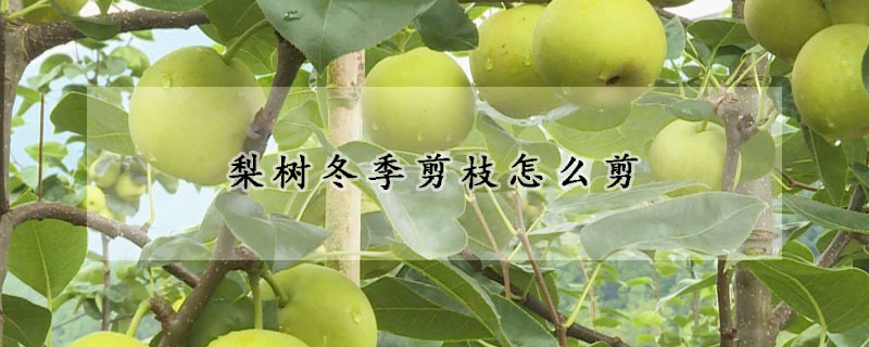 梨樹(shù)冬季剪枝怎么剪