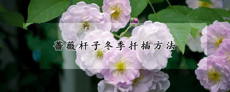 薔薇桿子冬季扦插方法