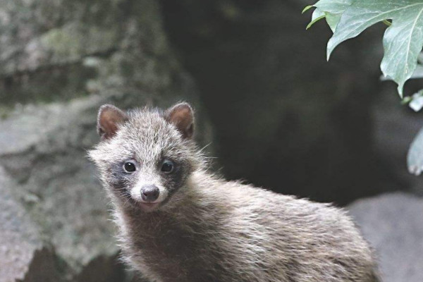 貉子是什么動物