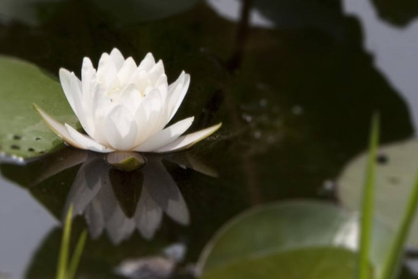 家里養什么花不吉利 家里養什么花不好