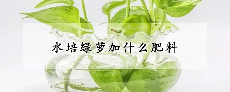 水培綠蘿加什么肥料