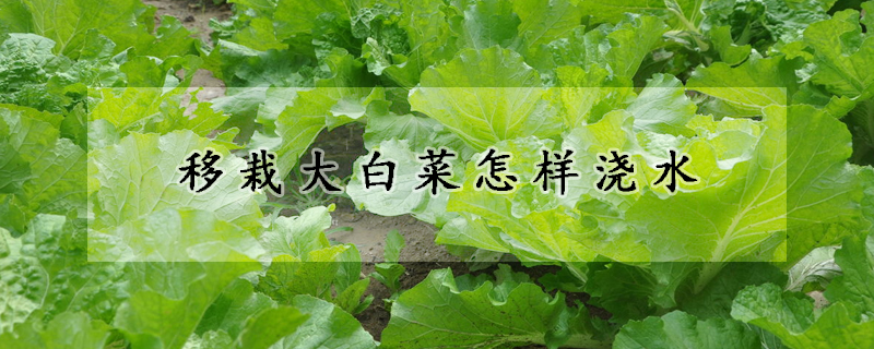 移栽大白菜怎樣澆水