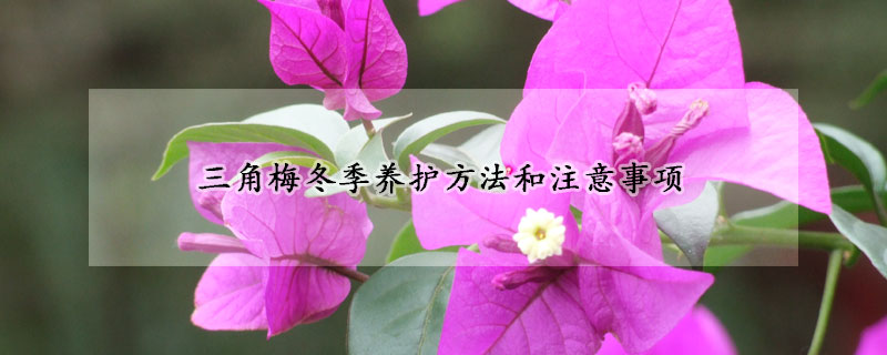 三角梅冬季養(yǎng)護(hù)方法和注意事項