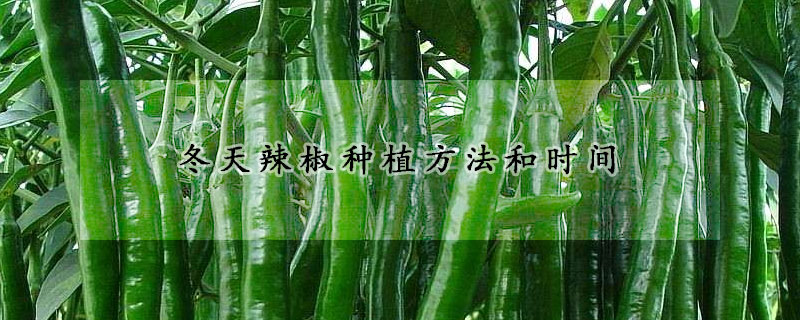 冬天辣椒種植方法和時間