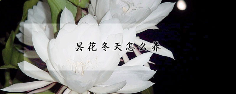 曇花冬天怎么養(yǎng)